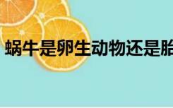 蜗牛是卵生动物还是胎生动物（蜗牛是卵生）