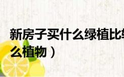 新房子买什么绿植比较好（刚装修的房子放什么植物）