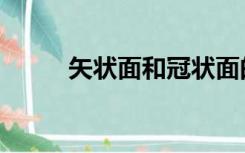 矢状面和冠状面的区别（矢状面）