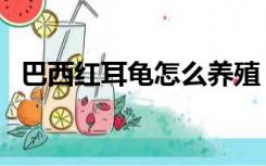 巴西红耳龟怎么养殖（巴西红耳龟怎么养）