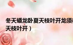 冬天蟠龙卧夏天枝叶开龙须往上长珍珠往下（冬天蟠龙卧夏天枝叶开）