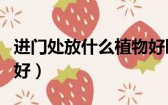 进门处放什么植物好旺财（进门处放什么植物好）