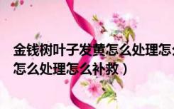 金钱树叶子发黄怎么处理怎么补救栀子花（金钱树叶子发黄怎么处理怎么补救）