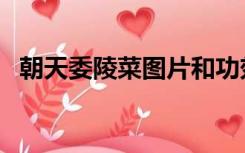 朝天委陵菜图片和功效（朝天委陵菜别名）