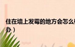 住在墙上发霉的地方会怎么样（房间靠厕所那面墙发霉怎么办）