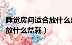 睡觉房间适合放什么盆栽植物（睡觉房间适合放什么盆栽）