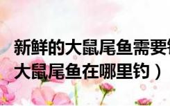 新鲜的大鼠尾鱼需要钓鱼多少（WOW新鲜的大鼠尾鱼在哪里钓）