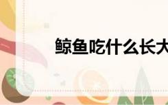 鲸鱼吃什么长大（鲸鱼吃什么）