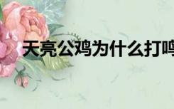 天亮公鸡为什么打鸣（公鸡为什么打鸣）