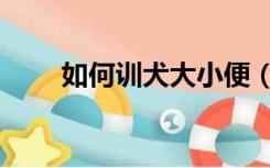 如何训犬大小便（怎样训狗大小便）