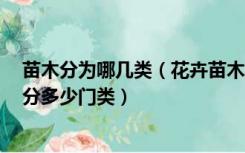 苗木分为哪几类（花卉苗木是如何分类的 可以分为几类 可分多少门类）