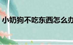 小奶狗不吃东西怎么办（狗不吃东西怎么办）