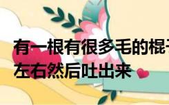 有一根有很多毛的棍子插在一个洞里上下左右左右然后吐出来