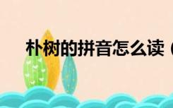 朴树的拼音怎么读（朴树的 朴 怎么读）