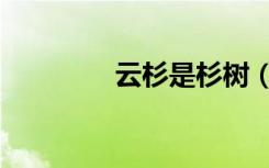 云杉是杉树（云杉树简介）