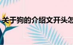 关于狗的介绍文开头怎么写（关于狗的介绍）