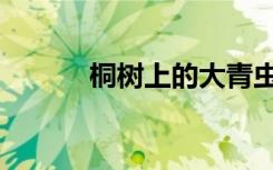 桐树上的大青虫叫什么（桐树）