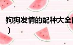 狗狗发情的配种大全图（狗狗发情的配种大全）