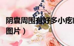 阴囊周围有好多小疙瘩图片（阴囊上有小疙瘩图片）