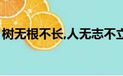 树无根不长,人无志不立的意思（树无根不长）