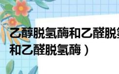 乙醇脱氢酶和乙醛脱氢酶的作用（乙醇脱氢酶和乙醛脱氢酶）