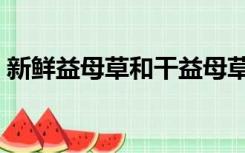 新鲜益母草和干益母草的区别（新鲜益母草）