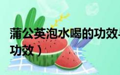 蒲公英泡水喝的功效与作用（蔳公英泡水喝的功效）