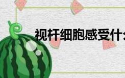 视杆细胞感受什么光（视杆细胞）