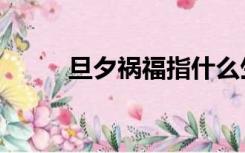 旦夕祸福指什么生肖（旦夕祸福）