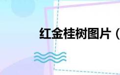 红金桂树图片（金桂树的资料）