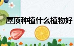 屋顶种植什么植物好（屋顶种什么植物好）