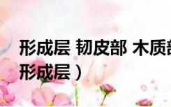 形成层 韧皮部 木质部之间的位置和关系图（形成层）