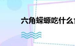 六角蝾螈吃什么食物（六角蝾螈）