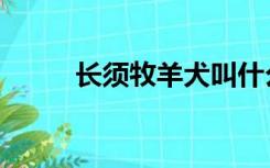 长须牧羊犬叫什么（长须牧羊犬）