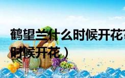 鹤望兰什么时候开花?花期多长?（鹤望兰什么时候开花）