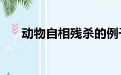 动物自相残杀的例子（动物自相残杀）