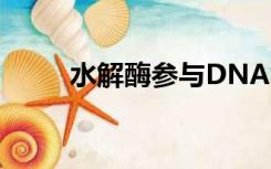 水解酶参与DNA复制吗（水解酶）