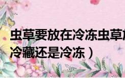 虫草要放在冷冻虫草放冷藏还是冷冻（虫草放冷藏还是冷冻）