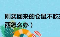 刚买回来的仓鼠不吃东西怎么办（仓鼠不吃东西怎么办）