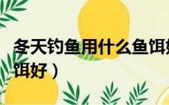 冬天钓鱼用什么鱼饵好呢（冬天钓鱼用什么鱼饵好）