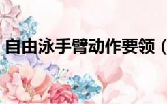 自由泳手臂动作要领（自由泳手部动作要领）