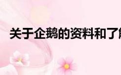 关于企鹅的资料和了解（关于企鹅的资料）