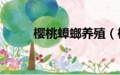 樱桃蟑螂养殖（樱桃蟑螂怎么养）