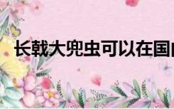 长戟大兜虫可以在国内养么（长戟大兜虫）