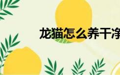 龙猫怎么养干净（龙猫怎么养）