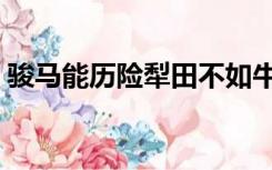 骏马能历险犁田不如牛的意思（骏马能历险）