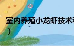室内养殖小龙虾技术和视频（室内养殖小龙虾）