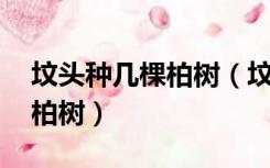 坟头种几棵柏树（坟地栽什么树 坟地种几棵柏树）