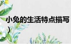 小兔的生活特点描写（描写小兔子的生活习性）