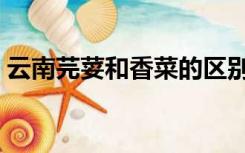 云南芫荽和香菜的区别（芫荽和香菜的区别）